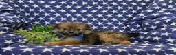Pomeranian dogs for sale: Boyd - Ad 5