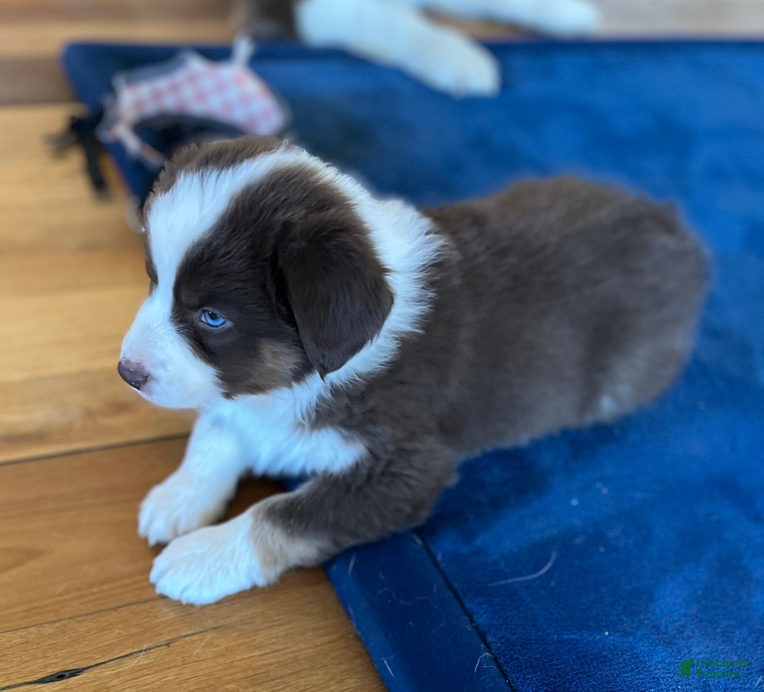 Australian Shepherd dogs Phobe - Ad 2