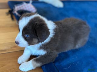 Australian Shepherd dogs Phobe - Ad 36