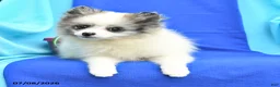 Pomeranian dogs for sale: Mable - Ad 4