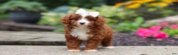Cavapoo dogs for sale: Ellie - Ad 5