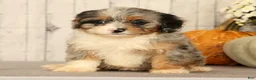 Mini Bernedoodle dogs for sale: Gwen - Ad 5