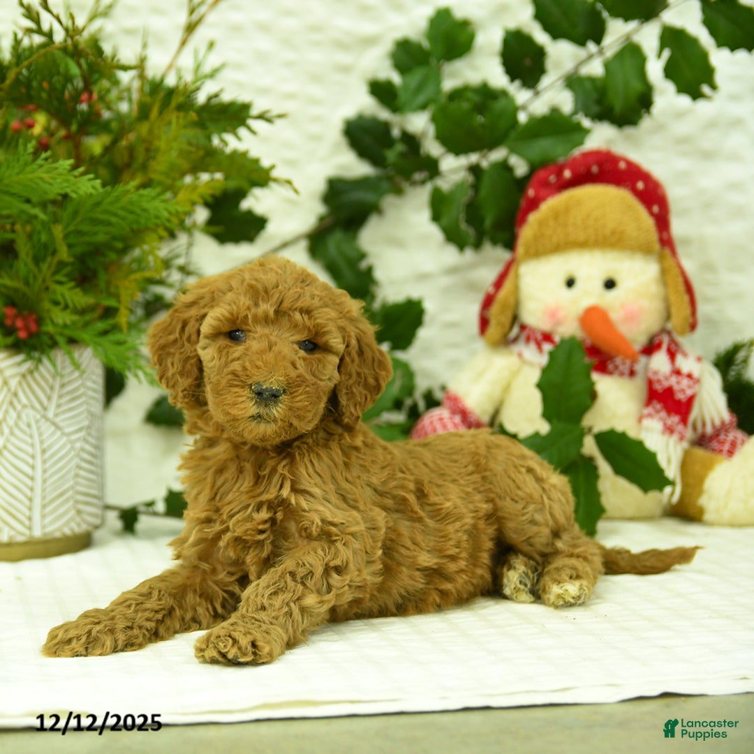 Goldendoodle dogs for sale: Elsa - Ad 4