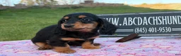 Miniature Dachshund dogs for sale: Russian - Ad 5