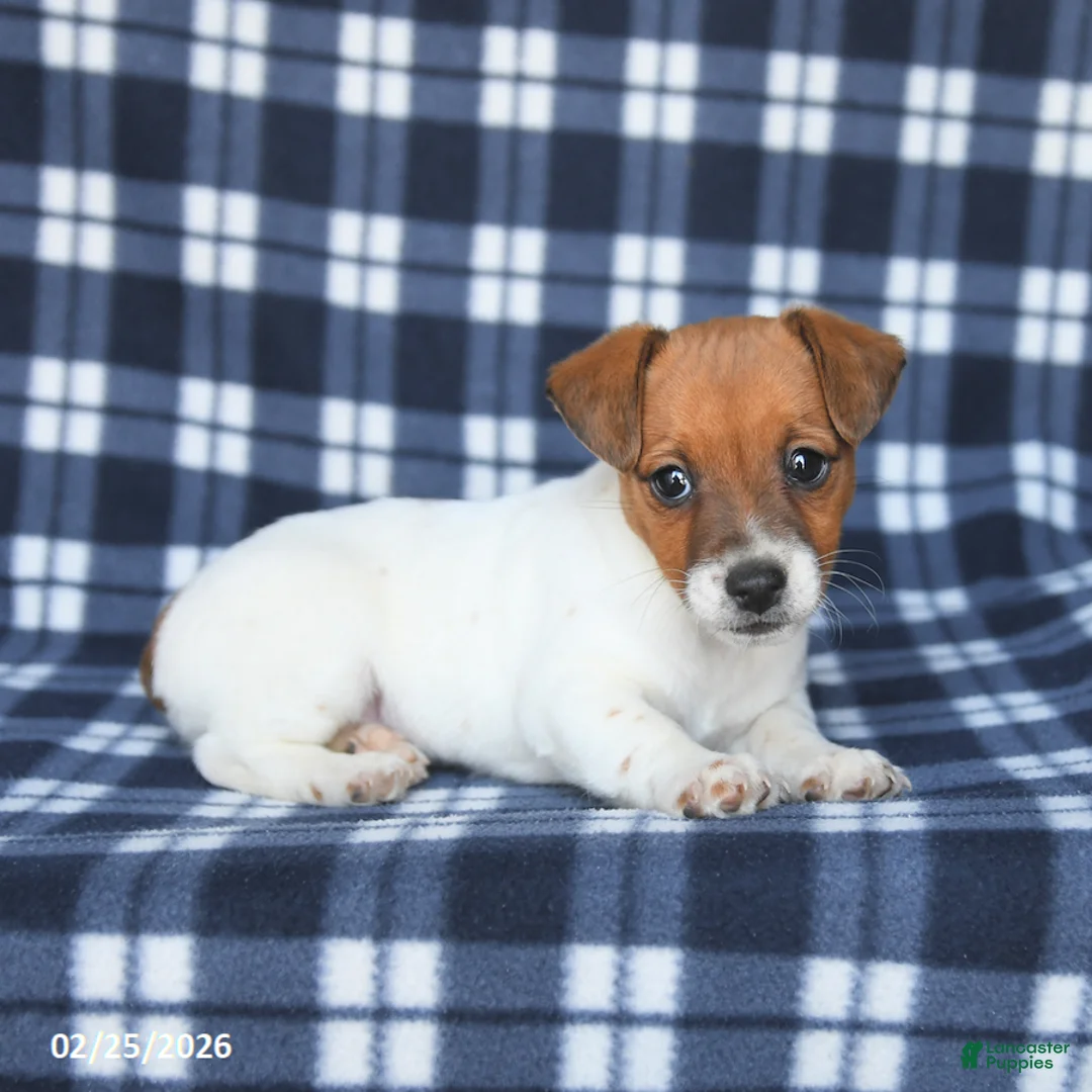Jack Russell Terrier dogs for sale: Mike - Ad 3