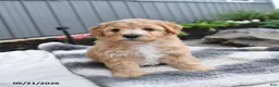 Bichpoo dogs for sale: Jimbo - Ad 4