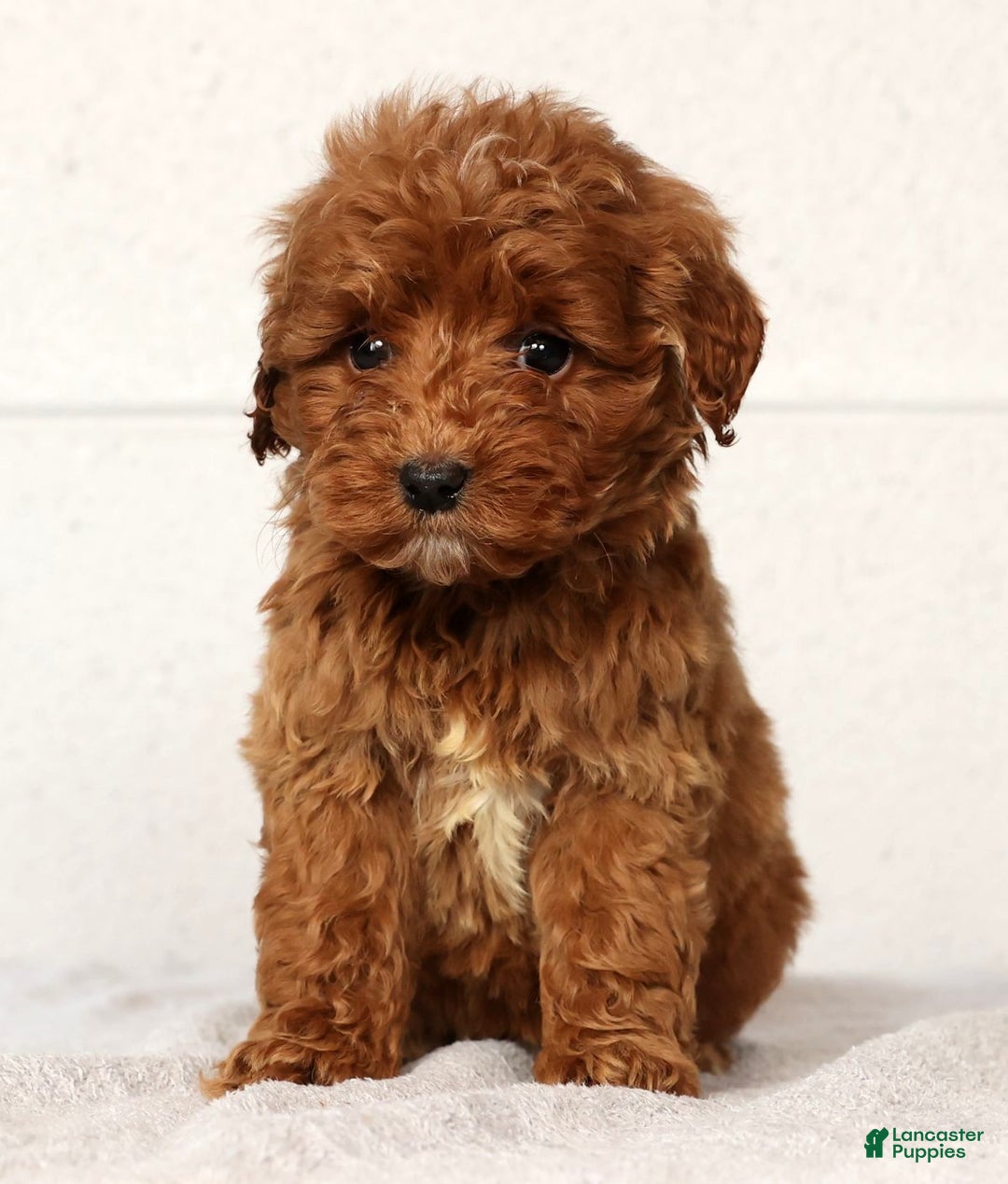Mini Goldendoodle dogs for sale: Lisa - Ad 3
