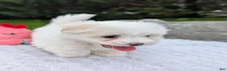 Maltese dogs for sale: Nick - Ad 5