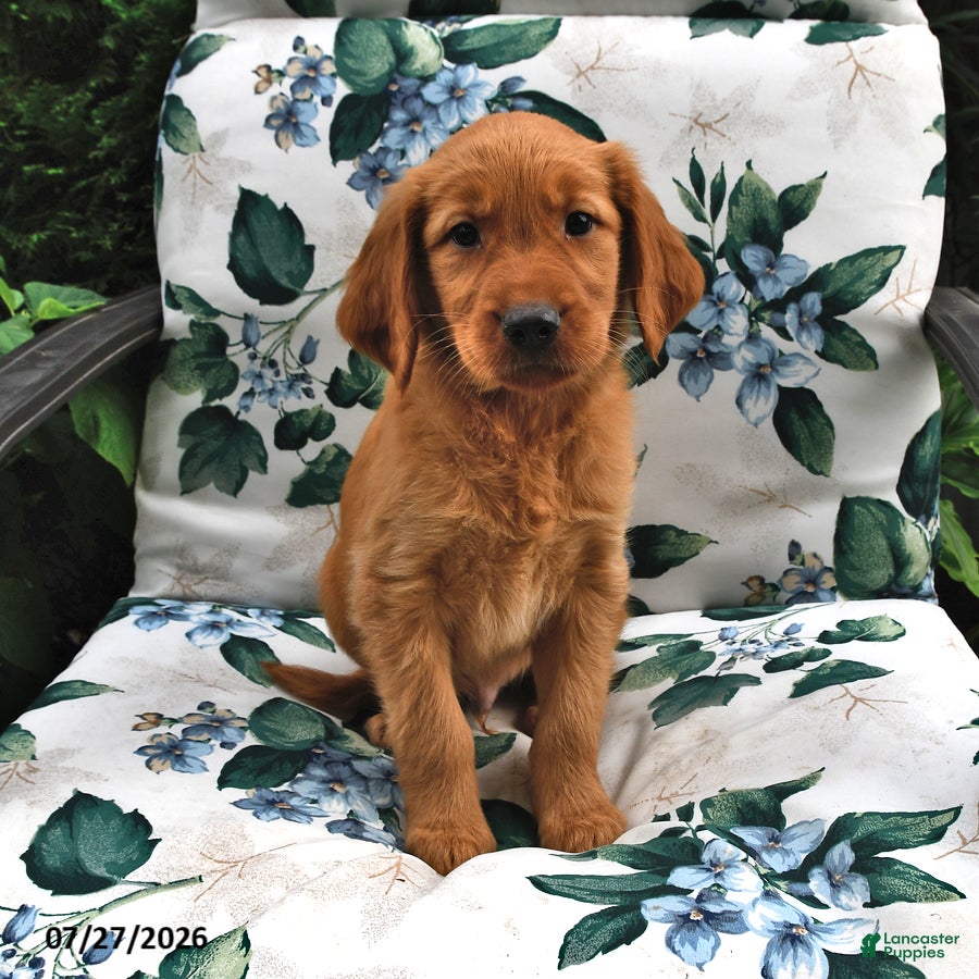 Golden Retriever dogs Teddy - Ad 2