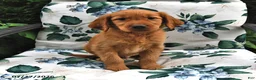 Golden Retriever dogs for sale: Teddy - Ad 2
