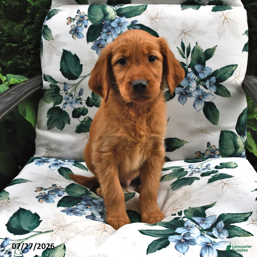 Golden Retriever dogs for sale: Teddy - Ad 2