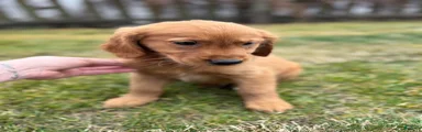 Puppy 1