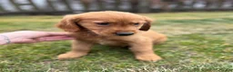Golden Retriever dogs for sale: Puppy 1 - Ad 1