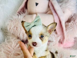 Chihuahua dogs Chihuahua Puppy 2 - Ad 29