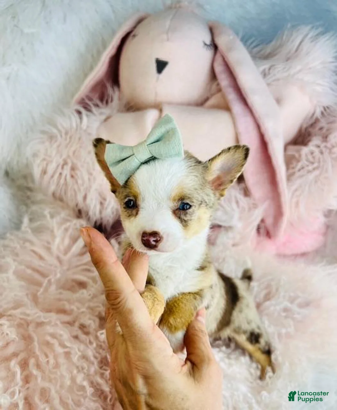 Chihuahua dogs for sale: Chihuahua Puppy 2 - Ad 1