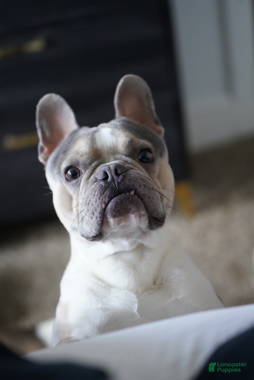 French Bulldog dogs for sale: French Bulldog Puppy  - Ad 12