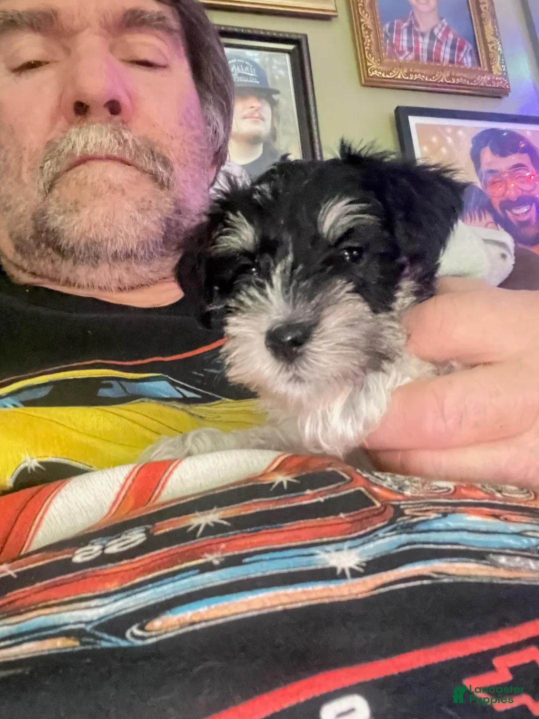 Miniature Schnauzer dogs for sale: Miniature Schnauzer Margarita  - Ad 2