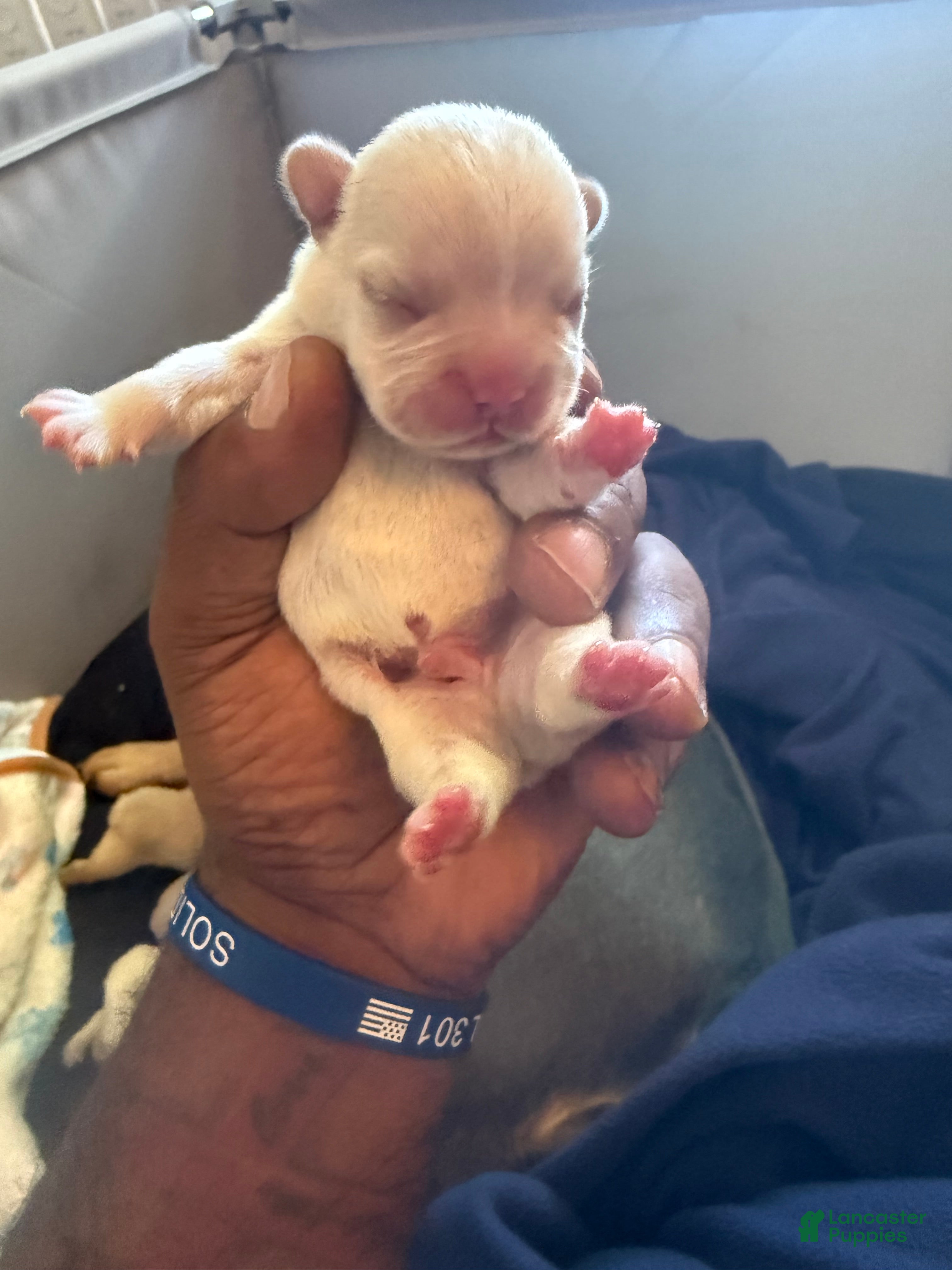 French Bulldog dogs French Bulldog 4 - Ad 10
