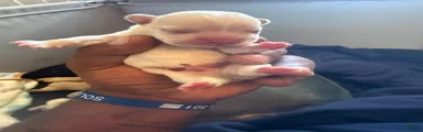 French Bulldog 4