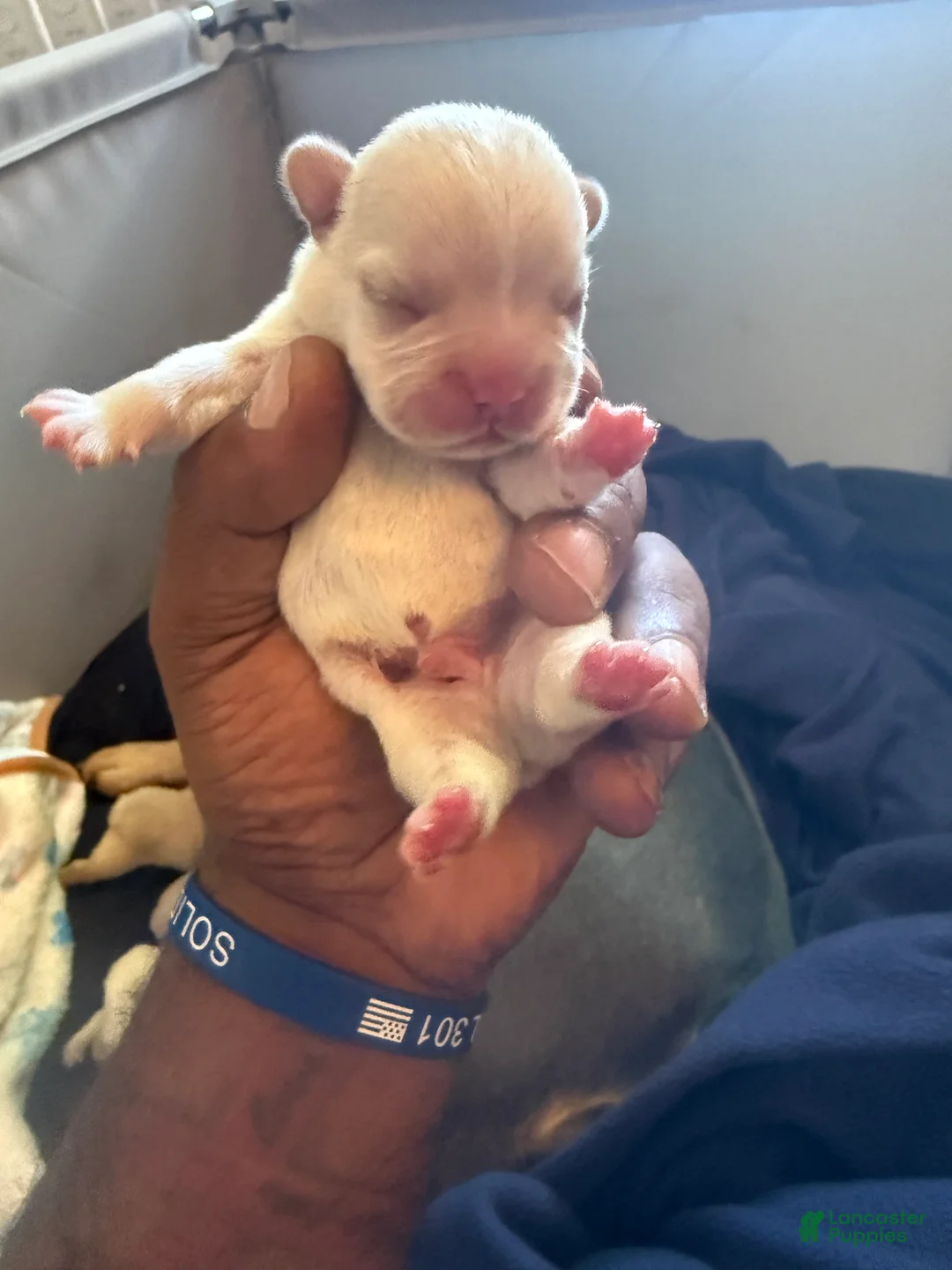 French Bulldog dogs for sale: French Bulldog 4 - Ad 1