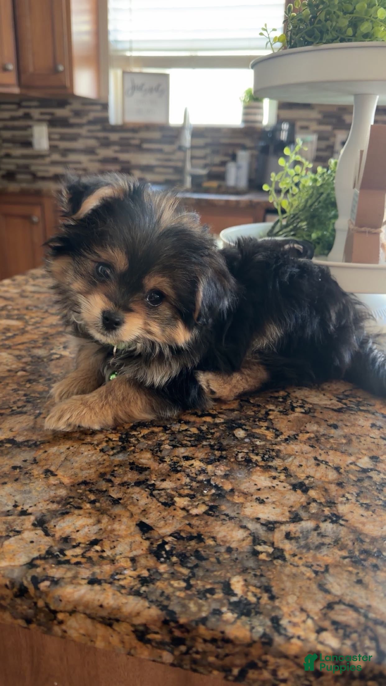 Mixed Breed dogs Mixed Breed Puppy 1 - Ad 1