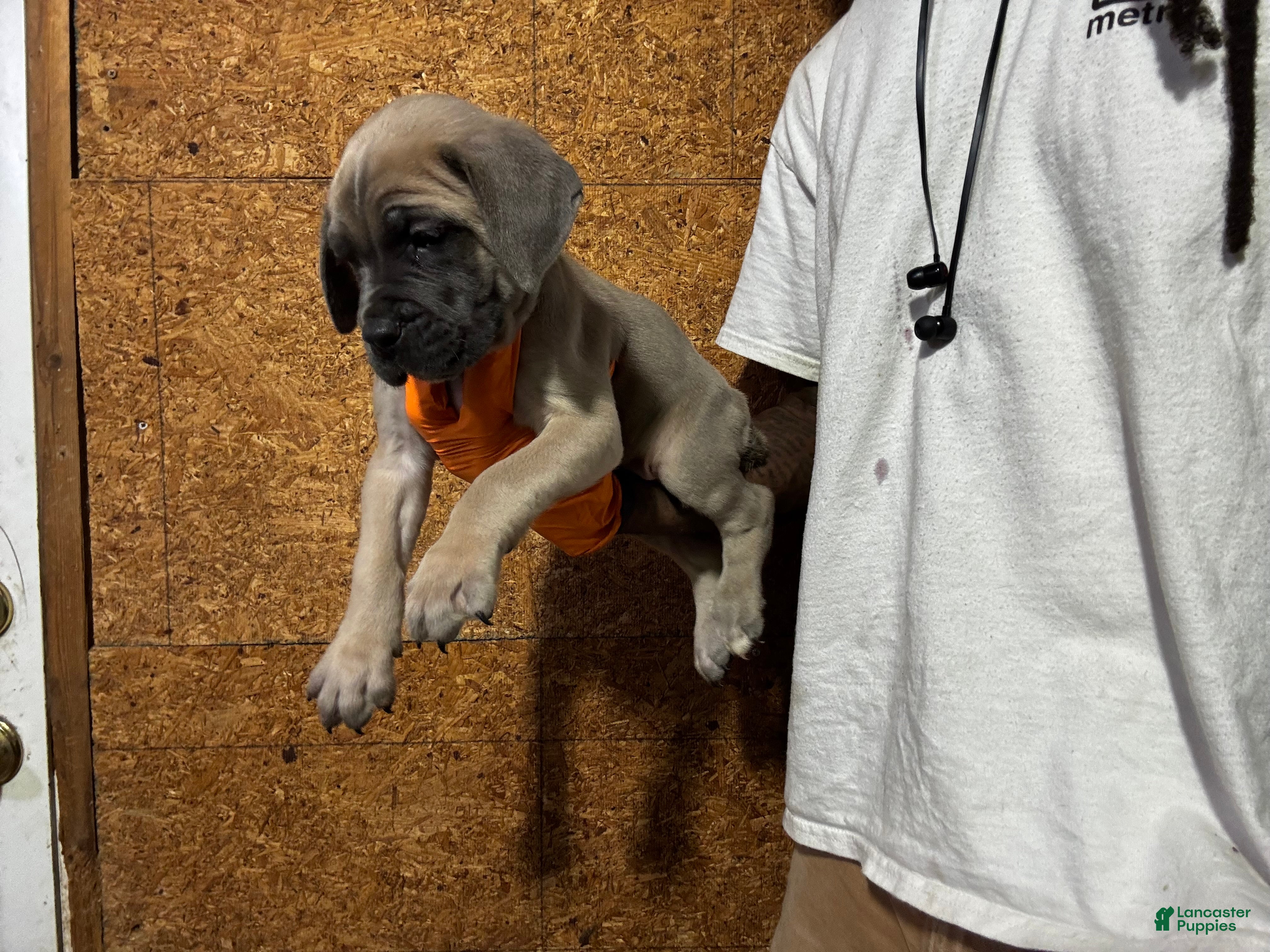 Cane Corso dogs Formentino  - Ad 1