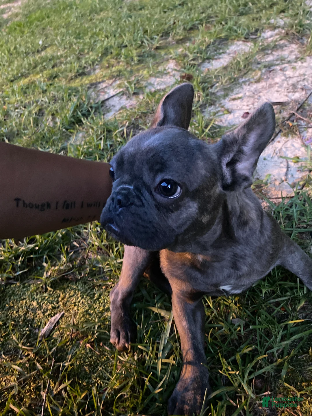 French Bulldog dogs for sale: Elvis - Ad 2