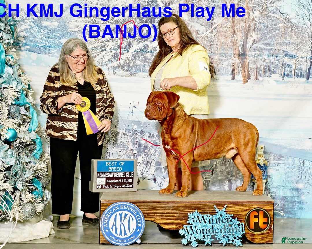 Dogue De Bordeaux dogs for sale: Dogue De Bordeaux Puppy 1 - Ad 2