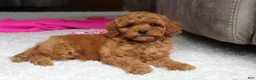 Cavapoochon dogs for sale: Maggie  - Ad 1