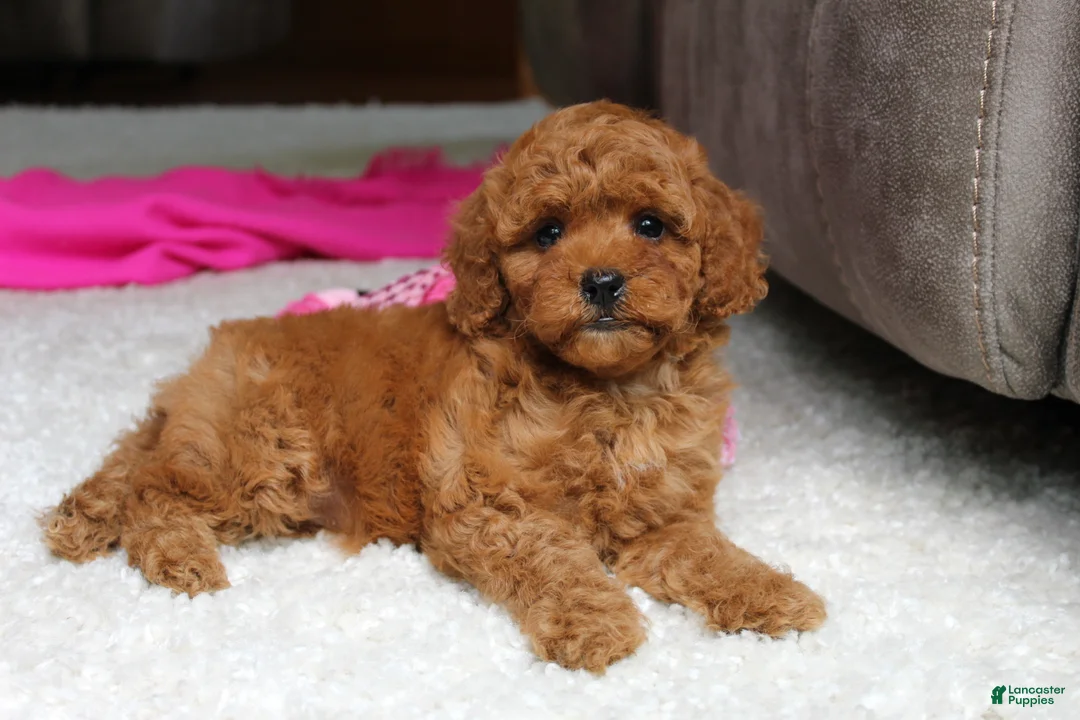 Cavapoochon dogs for sale: Maggie  - Ad 1