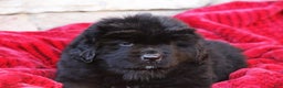 Newfoundland dogs for sale: Isaiah - Ad 1