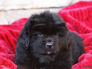 Newfoundland dogs Isaiah - Ad 14