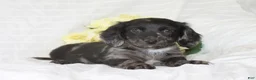 Dachshund dogs for sale: Oscar - Ad 3