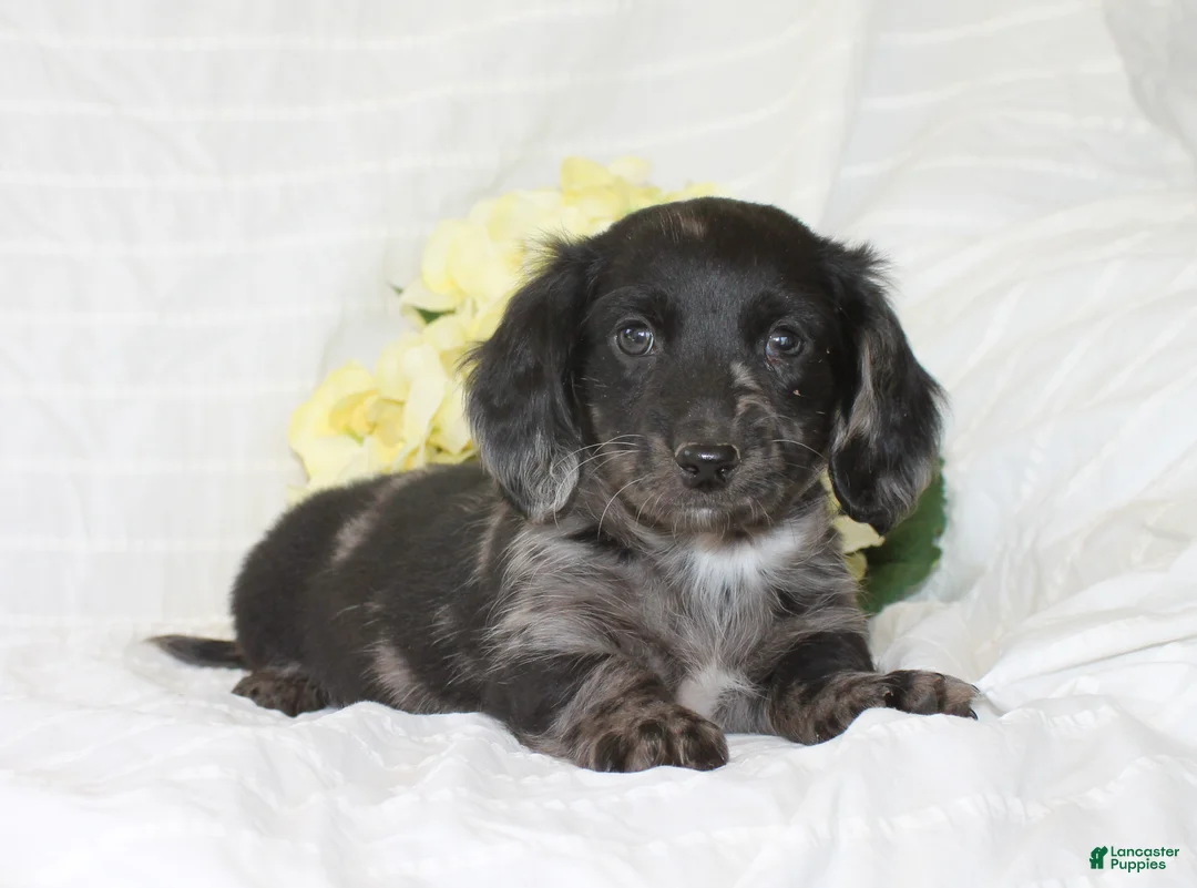 Dachshund dogs for sale: Oscar - Ad 3