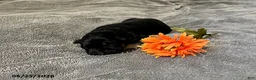 German Shepherd dogs for sale: Zara - Ad 1