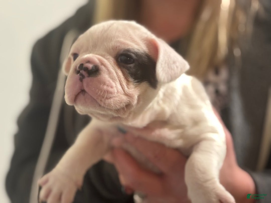 Mixed Breed dogs for sale: Spot - Ad 1