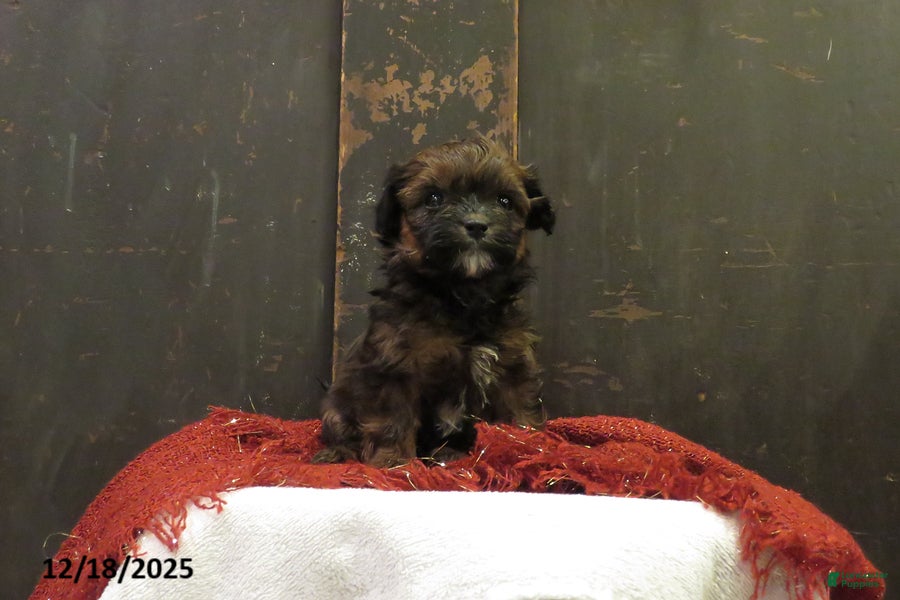 Shihpoo dogs Fir - Ad 2