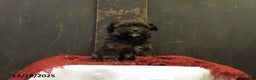 Shihpoo dogs for sale: Fir - Ad 2