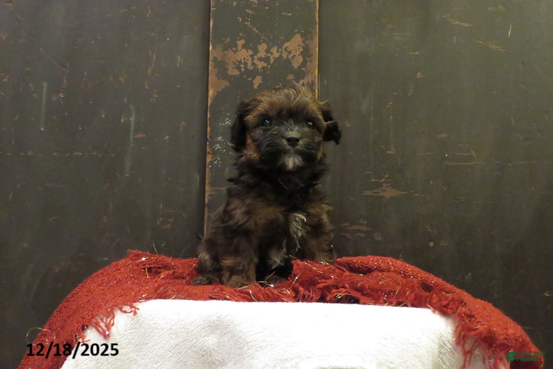 Shihpoo dogs for sale: Fir - Ad 2