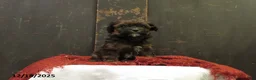 Shihpoo dogs for sale: Fir - Ad 2