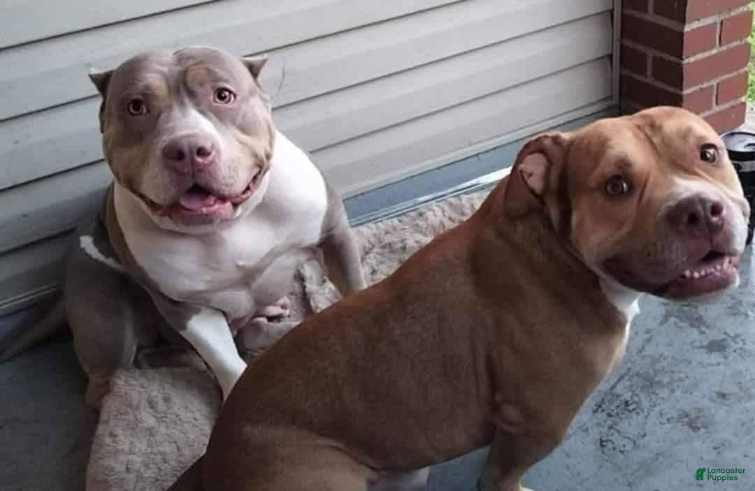 American Bully dogs for sale: Bubbles - Ad 12