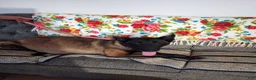 Belgian Malinois dogs for sale: Lacey - Ad 11