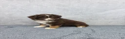 Miniature Australian Shepherd dogs for sale: Luna - Ad 3