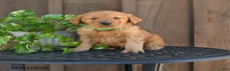Golden Retriever dogs for sale: Racer - Ad 1