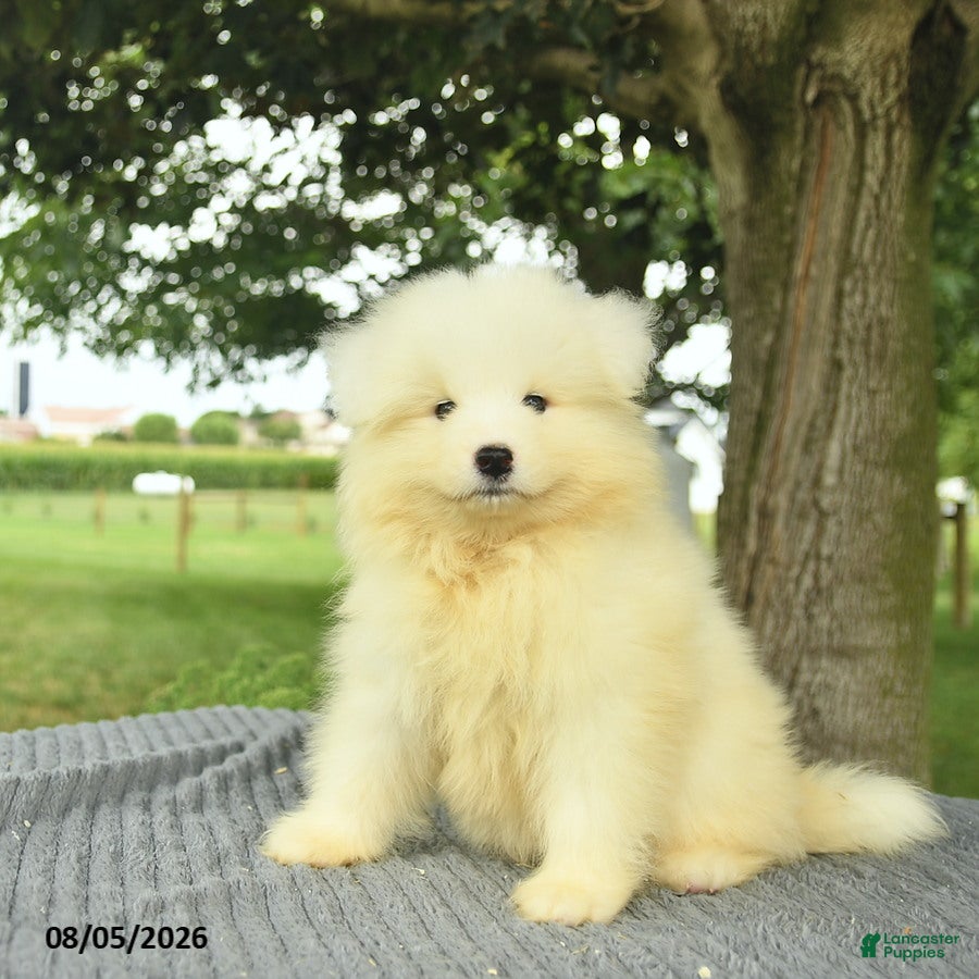 Samoyed dogs Samantha  - Ad 1