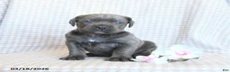 Cane Corso dogs for sale: Chiffon - Ad 1