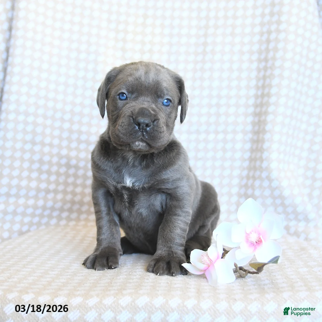 Cane Corso dogs for sale: Chiffon - Ad 1