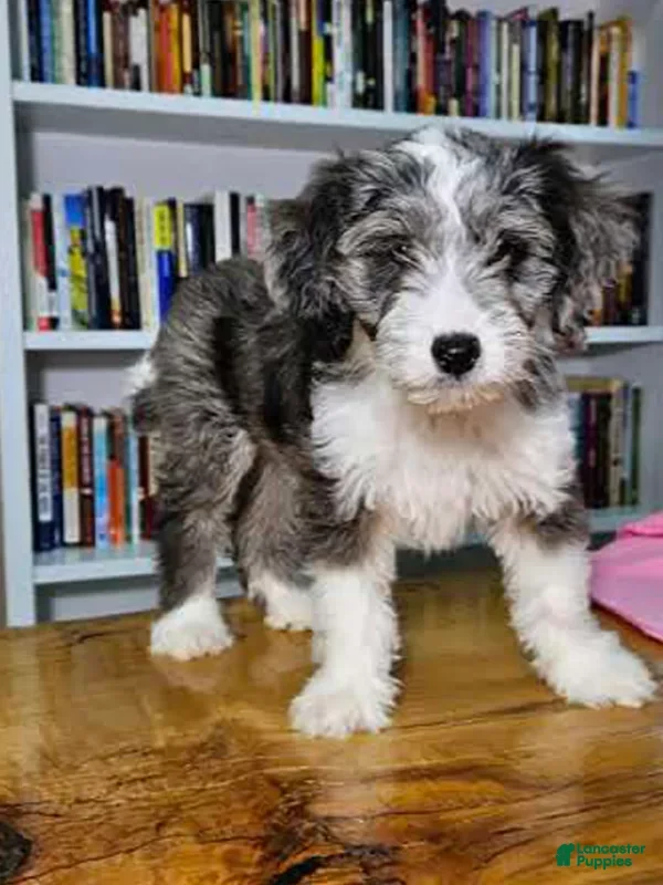 Mixed Breed dogs Sage - Ad 2