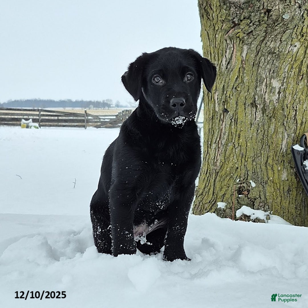 Labrador Retriever dogs for sale: Baxter - Ad 1