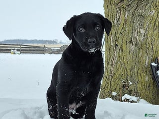 Labrador Retriever dogs Baxter - Ad 1
